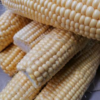 Zuckermais lose - aus eigenem Anbau