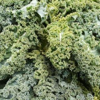 Grünkohl - aus eigenem Anbau