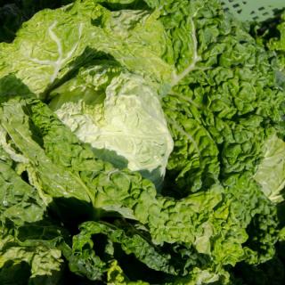 Wirsing - aus eigenem Anbau