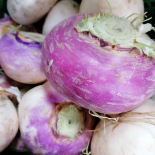 Navet Rübchen - aus eigenem Anbau