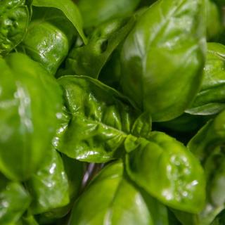 Basilikum Topf - aus Erdmannhausen