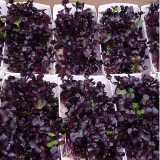 Kresse Radieschen - aus Ostfildern