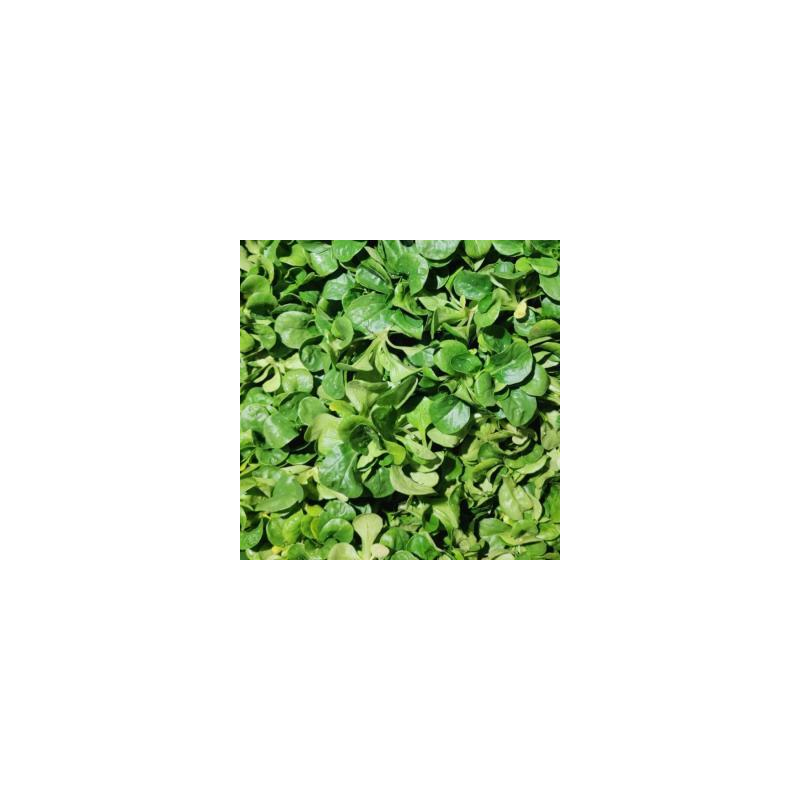 Ackersalat