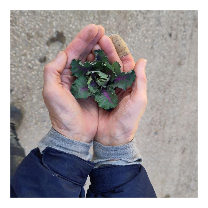 Kohlröschen: gedämpft, als Salat und Chips