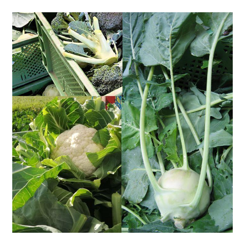 Chips aus Blumenkohl-, Brokkoli- und Kohlrabiblätt