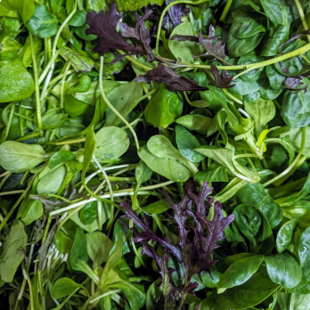 Winterblättlesmix - aus eigenem Anbau