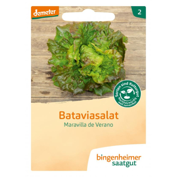 Saatgut Salat, Batavia, Maravilla de Verano