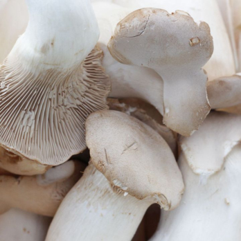 Pilze Kräuterseitlinge
