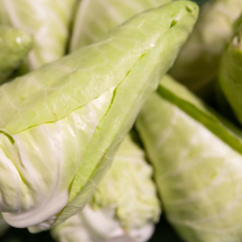 Spitzkraut neue Ernte - aus eigenem Anbau