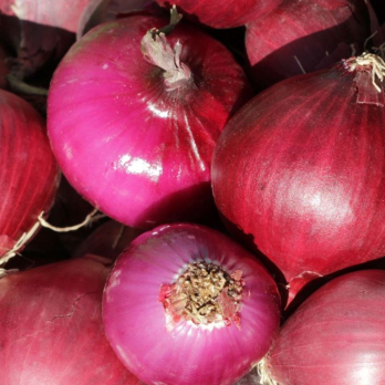 Zwiebel rot - aus eigenem Anbau