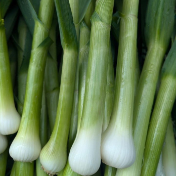 Knoblauch frisch - aus eigenem Anbau