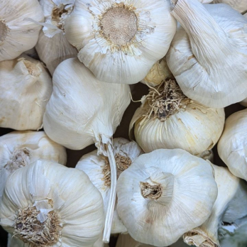 Knoblauch getrocknet