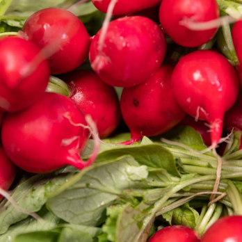 Radieschen