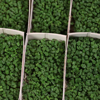 Kresse Schälchen - aus Ostfildern