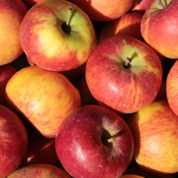 Apfel Topaz - aus Stuttgart