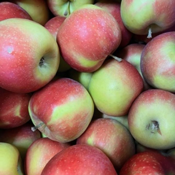 Apfel Jonagold - aus Stuttgart