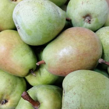 Birne Alexander Lukas