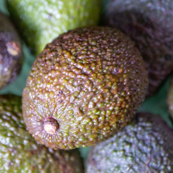 Avocado