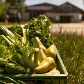 Smoothie-Kiste grün